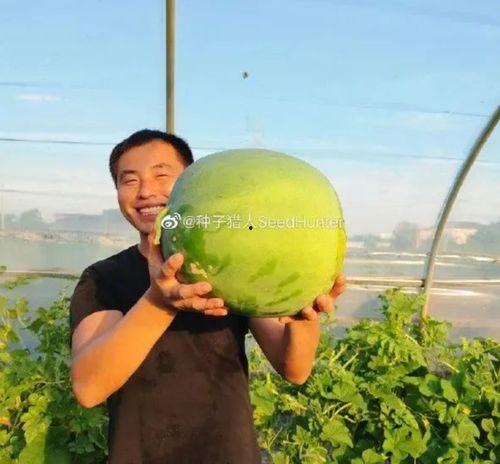 前日吃瓜,娱乐圈幕后真相大曝光