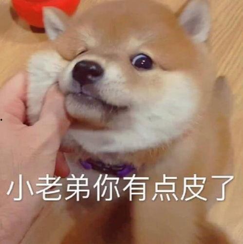 啊哈吃瓜表情包,网络时代的趣味社交新宠