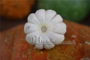 异形吃瓜,吃瓜群众围观惊悚宇宙