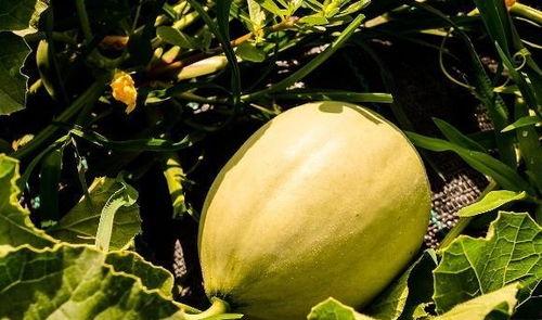 吃瓜嗓子痒,揭秘夏日消暑美食背后的健康隐患