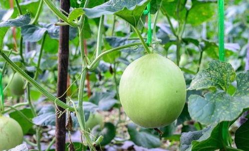 吃瓜嗓子痒,揭秘夏日消暑美食背后的健康隐患