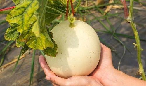 吃瓜嗓子痒,揭秘夏日消暑美食背后的健康隐患