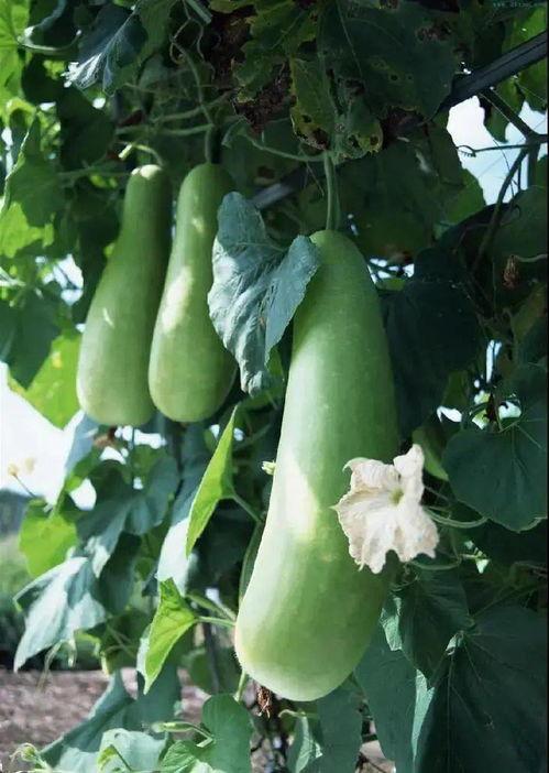 蒲瓜叶柄怎么吃,蒲瓜叶柄的多样食用方法探索