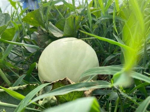 吃瓜吃出儿时的味道,吃瓜解锁儿时甜蜜记忆