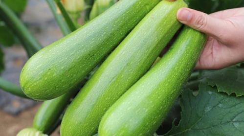 果老 扒皮 吃瓜,揭秘娱乐圈吃瓜背后的真相