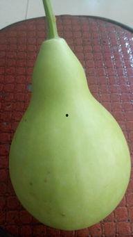 胖哥吃葫芦蜜瓜,甜蜜滋味尽在口中