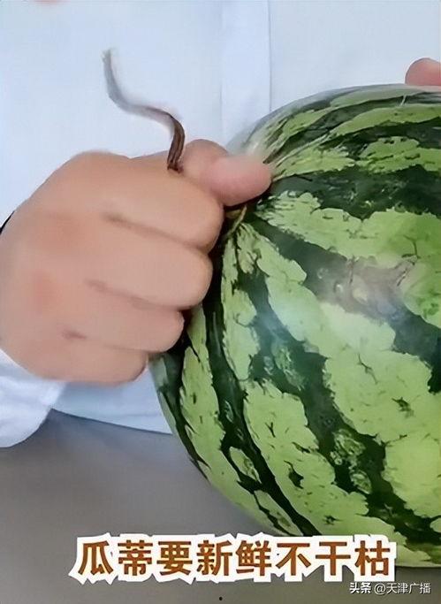 麒麟瓜有小瓜吗怎么吃的,美味吃法大揭秘