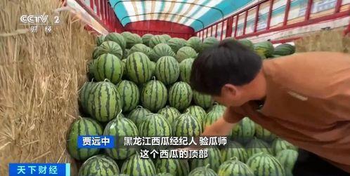 丽水学院吃瓜,校园吃瓜文化盛行，揭秘校园生活趣味瞬间