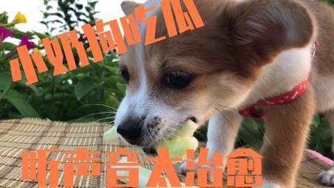 吃小瓜的狗,揭秘吃小瓜的乐趣