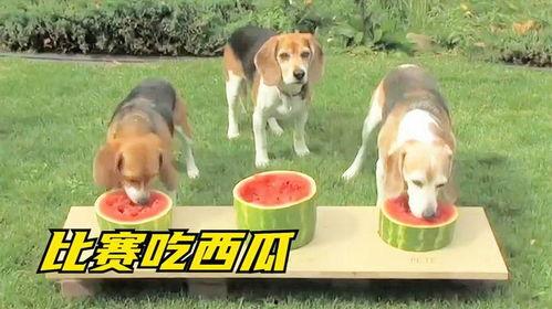 吃小瓜的狗,揭秘吃小瓜的乐趣