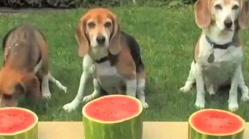 吃小瓜的狗,揭秘吃小瓜的乐趣