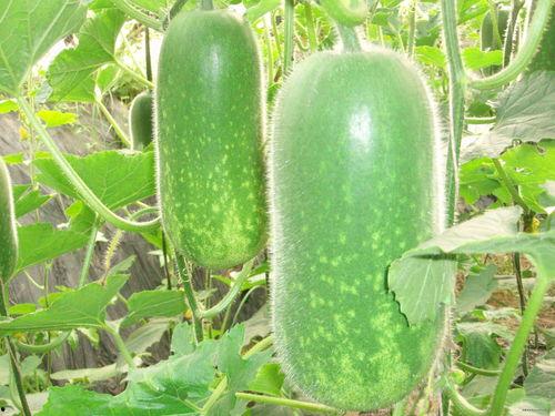 库尔勒吃瓜大赛,一场瓜果盛宴的狂欢记