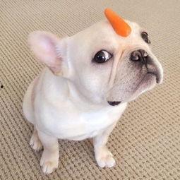 法斗吃籽瓜,吃籽瓜的趣味瞬间