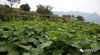 英圈吃瓜,揭秘娱乐圈背后的惊人真相