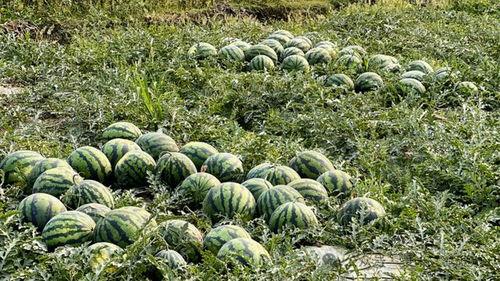 芒市吃瓜事件,一场引发热议的网络狂欢