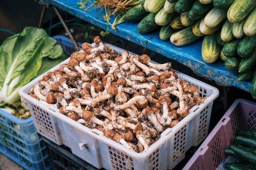 芒市吃瓜事件,一场引发热议的网络狂欢