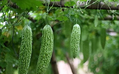 吃哪类瓜对身体有害吗,哪些瓜不宜食用，揭秘健康饮食禁忌