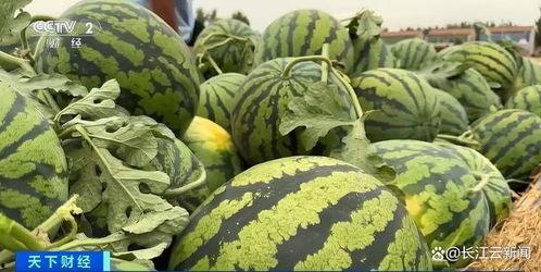 吃瓜全网最热的瓜,揭秘吃瓜界的顶级“瓜王”