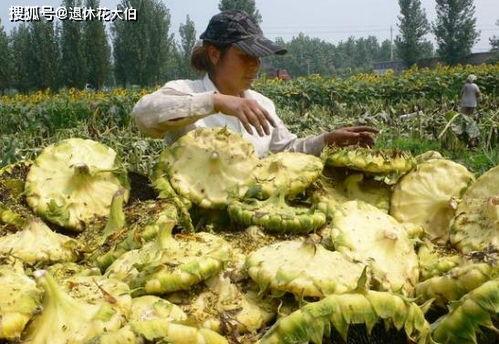 葵瓜叶子怎么吃,葵瓜叶子的多样食法探索