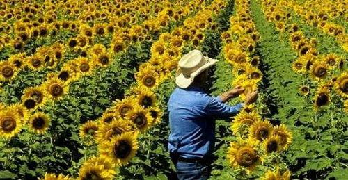 葵瓜叶子怎么吃,葵瓜叶子的多样食法探索