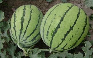 女生间的吃瓜,女生间的吃瓜大揭秘