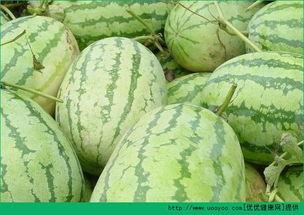 吃兰瓜长肉吗,兰瓜食用后的体重变化解析