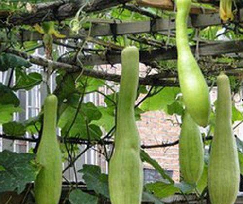 吃兰瓜长肉吗,兰瓜食用后的体重变化解析