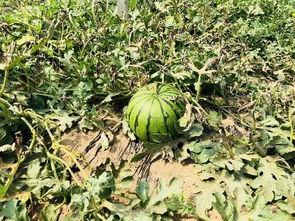 北陌吃瓜,揭秘娱乐圈幕后故事