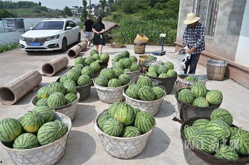 北陌吃瓜,揭秘娱乐圈幕后故事