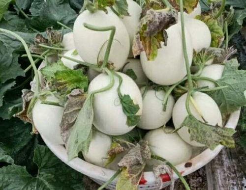 二姑吃瓜,一场别开生面的乡村盛宴