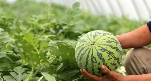 做梦吃喜瓜,喜瓜梦境解析