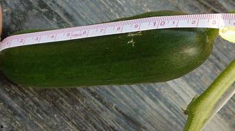 吃瓜就要吃新鲜的瓜,尽享夏日清凉美味