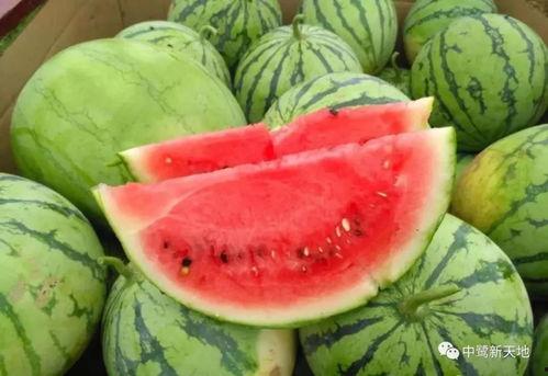 吃瓜就要吃新鲜的瓜,尽享夏日清凉美味