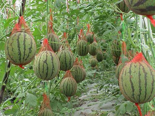 吃瓜就要吃新鲜的瓜,尽享夏日清凉美味