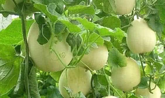 梦到好朋友吃瓜,好友共度瓜香时光