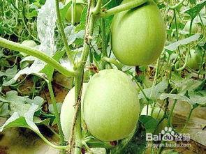 怀孕可以吃捎瓜,捎瓜助力母婴健康