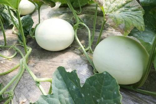 瓜玉菇怎么吃,探索美味与营养的完美融合