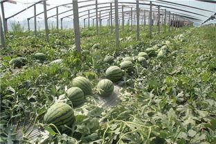 逍遥吃大瓜,揭秘娱乐圈幕后故事