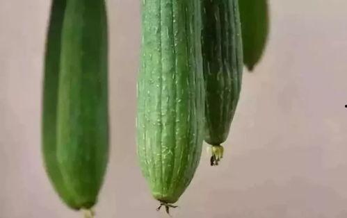 娟宝吃瓜,揭秘娱乐圈幕后故事