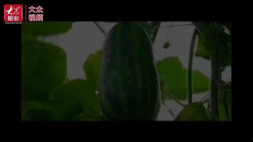 专业吃瓜群众视频,视频背后的趣味与深度解析