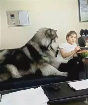 河南吃瓜女子狗,一场意外的网络狂欢