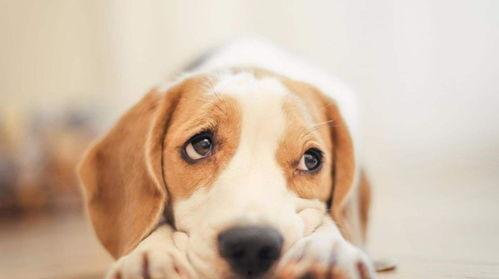 河南吃瓜女子狗,一场意外的网络狂欢