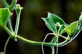 吃瓜种子治啥病,天然良药，治疗多种疾病的神奇功效