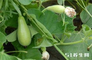 吃瓜种子治啥病,天然良药，治疗多种疾病的神奇功效