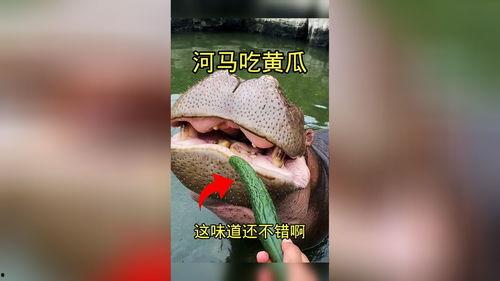 河马吃刺瓜,探秘刺瓜的独特魅力
