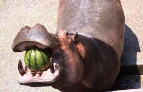 河马吃刺瓜,探秘刺瓜的独特魅力
