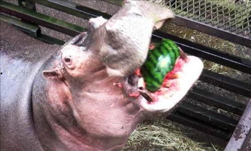 河马吃刺瓜,探秘刺瓜的独特魅力