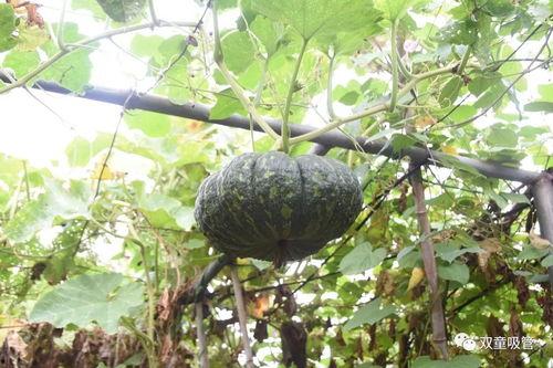 爬楼吃瓜的样子,揭秘都市生活里的独特风景