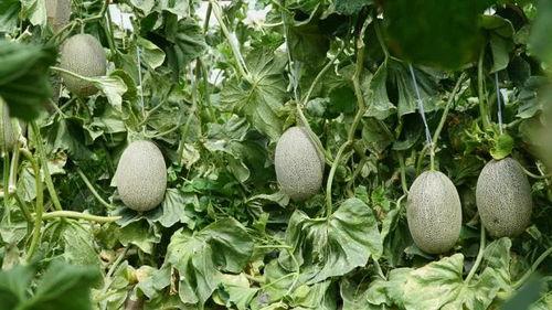 在棚里吃瓜,夏日田园的悠闲时光