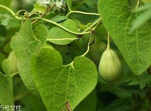 吃梢瓜减肥吧,天然美味，轻松瘦身新选择